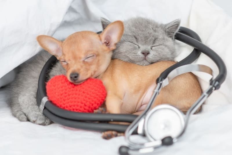 Veterinar Pet Sitter Ofer Cazare Pentru Caini Si Pisici In Regim Hotel