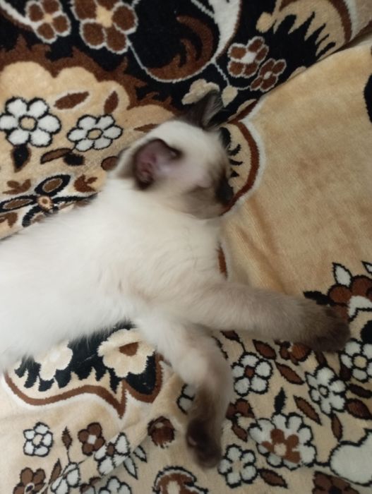 Кошечка сиамская