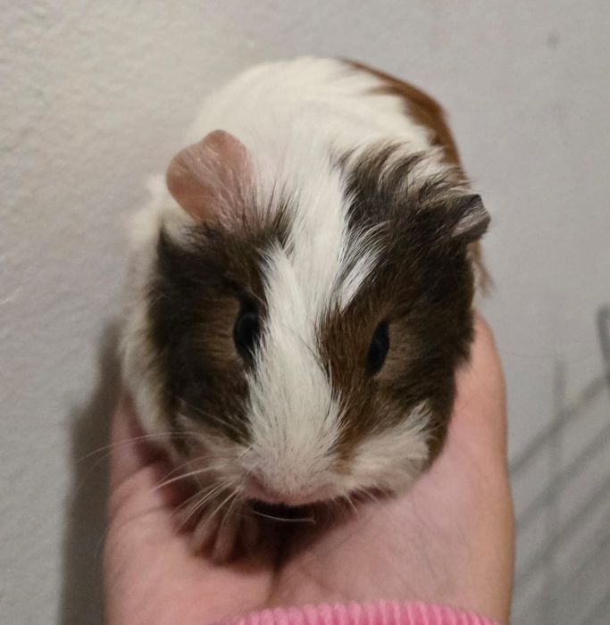 Porcusori de guineea