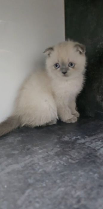 Scottish fold femela  color point.