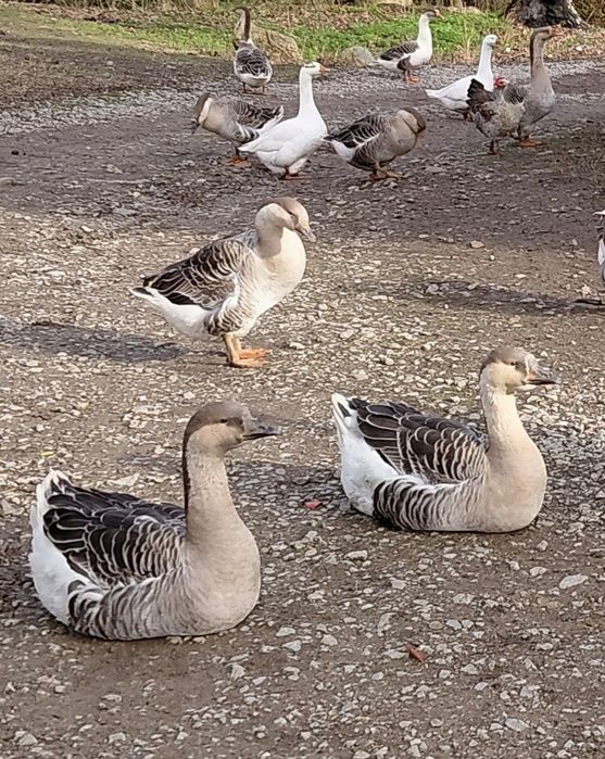 !!!Последни бройки!!! Пуйки Петли Гъски и Патици Само сега