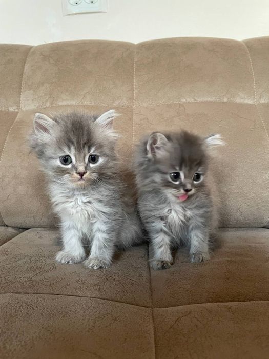 Продаються котятя турецкой ангоры