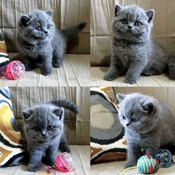 British Shorthair