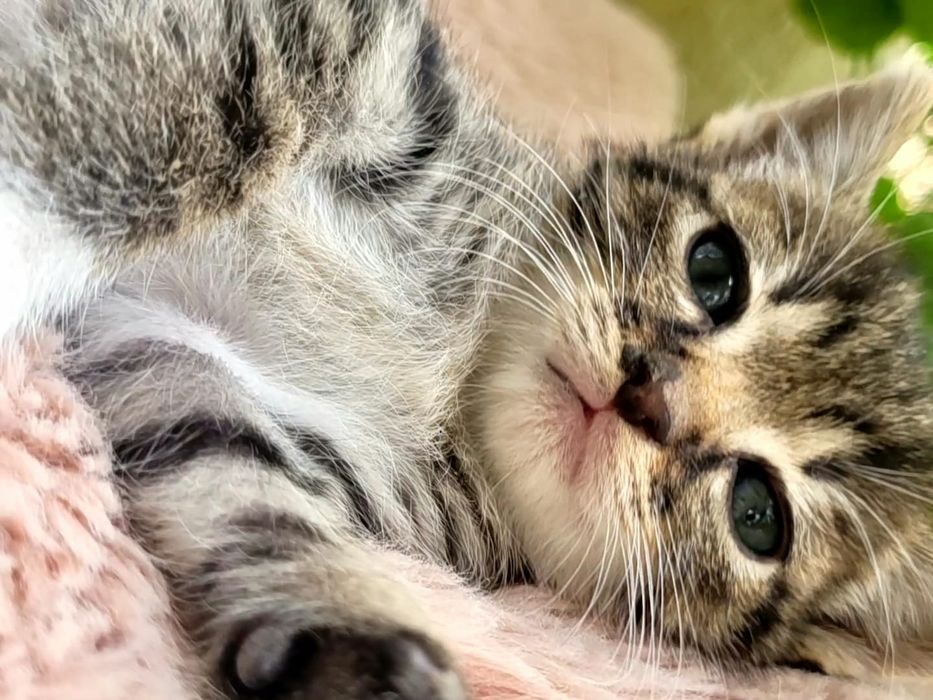 Donez pisoiasi jucausi