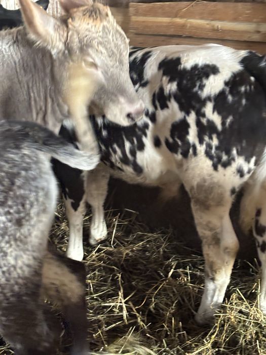 Vănd viței Belgieni