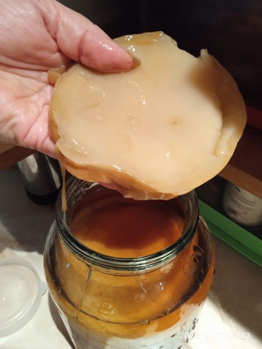 Продам чайный гриб для приготовления полезного напитка