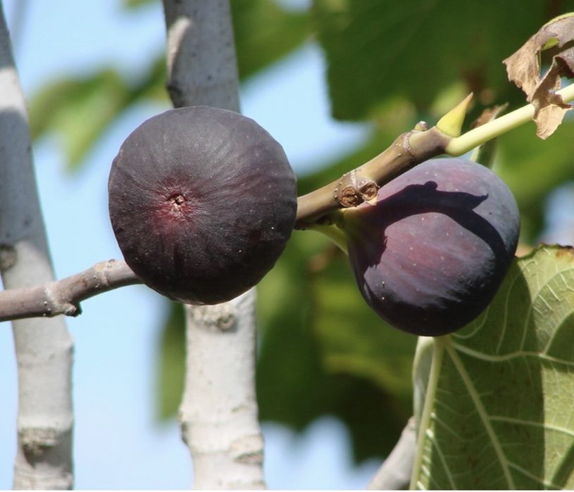 Smochin negru de Crimeea
