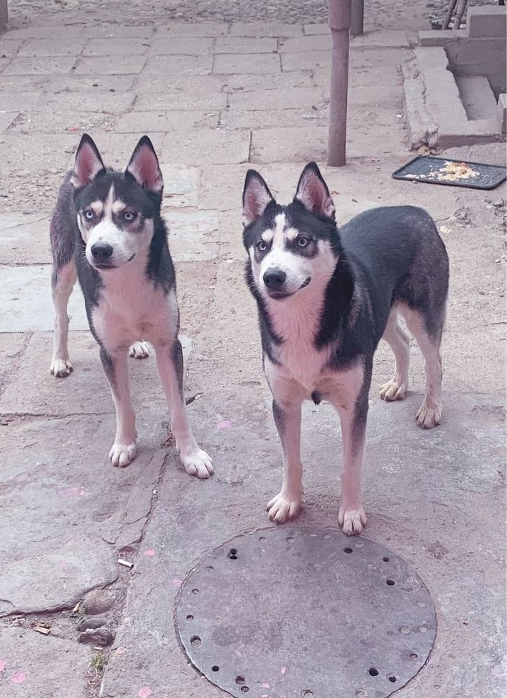 Donez husky siberian fata si baiat