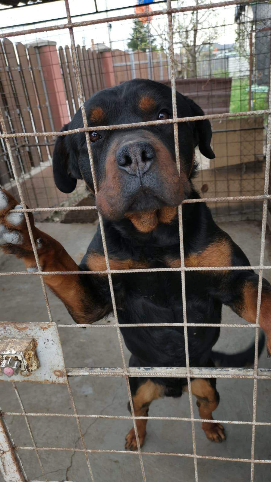 rottweiler 2 ani