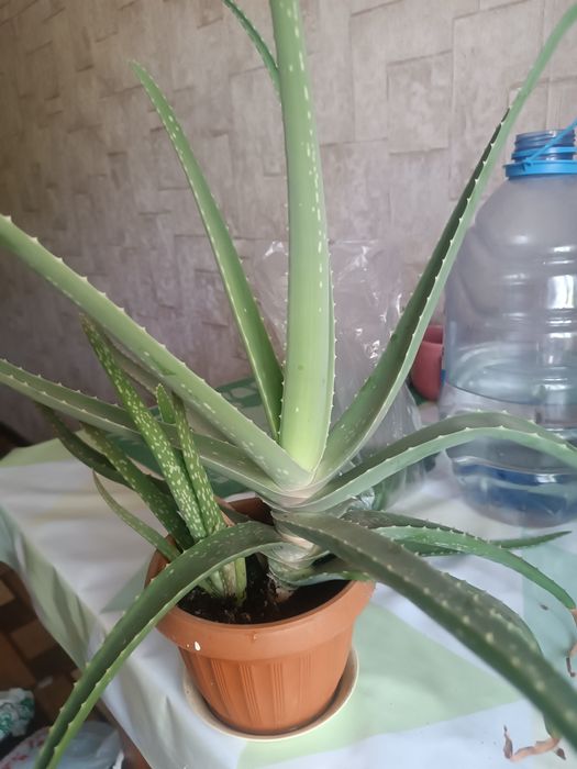 Алое вера алоэ Вера