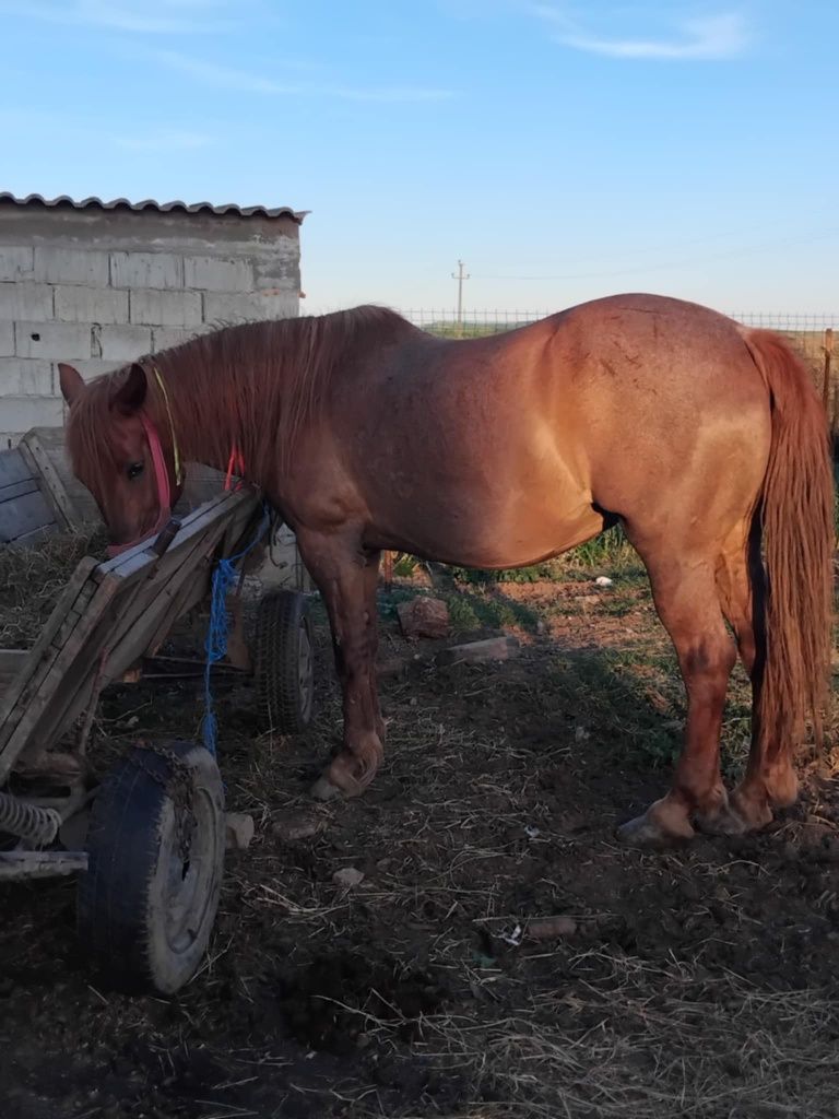 Vând iapa bună de căruță