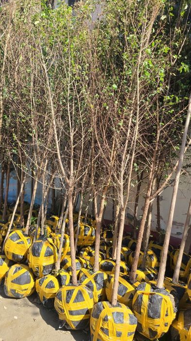 Манзарали дарахтлар, гуллар, арчалар этказиб берамиз