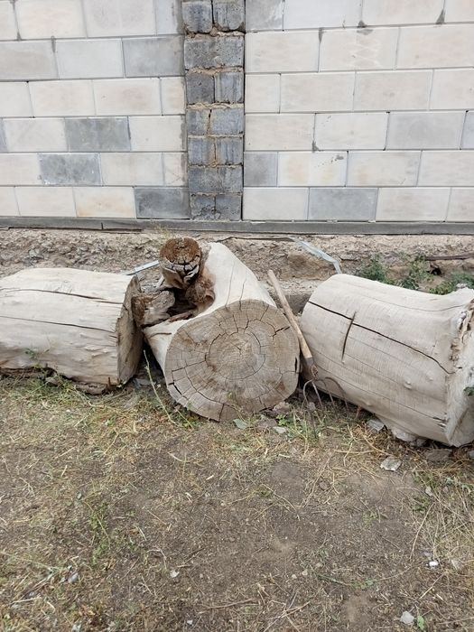 Отдам пеньки ,полено бесплатно ,самовывоз