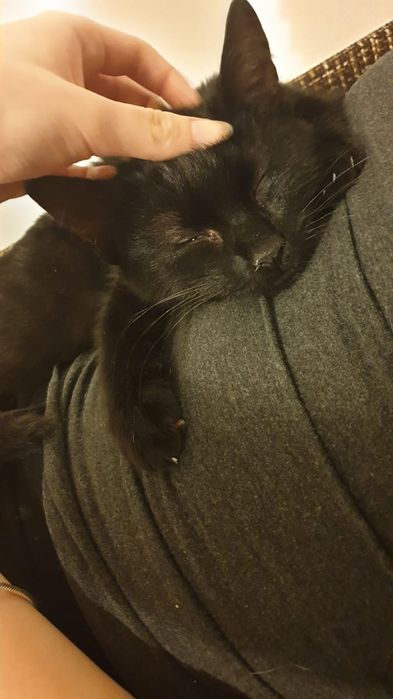 Adopție pui pisică