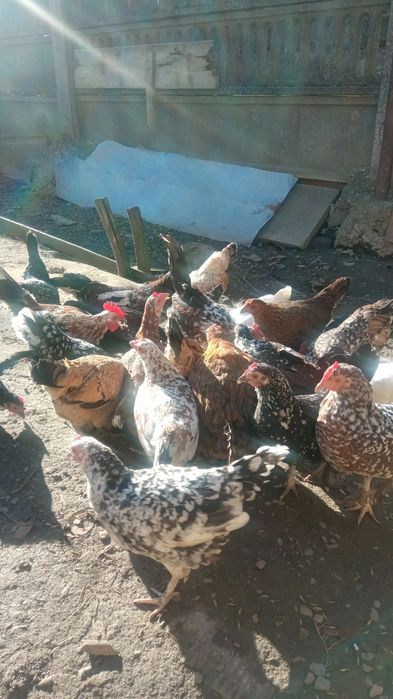 Vând găini și cocosi pitici