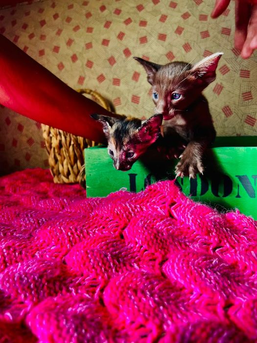 Ориентальные котята