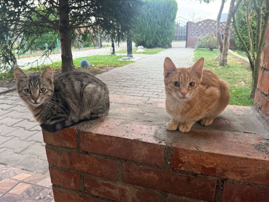 Pisicute fericite cauta o noua familie
