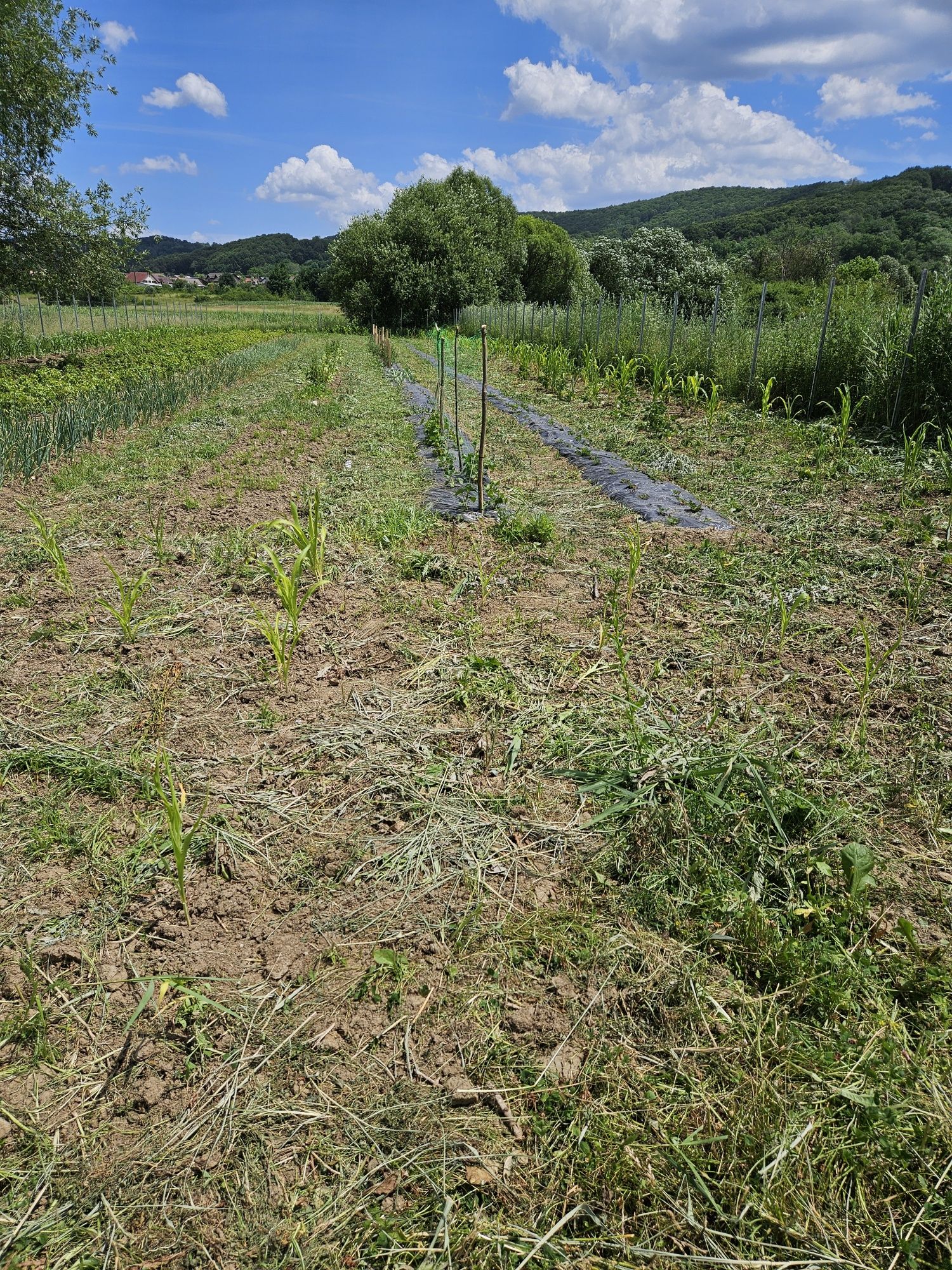 Vind gradina în Curtea de arges