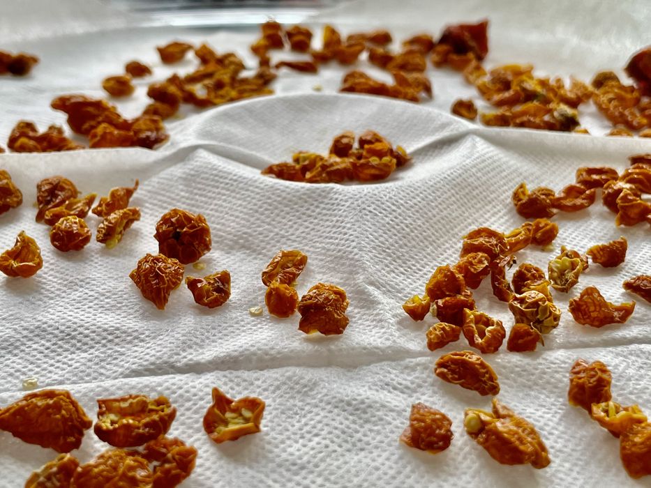 Aji Charapita, ardei iuti la ghiveci, seminte, fulgi de ardei