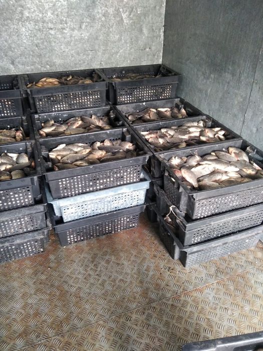 Продам рыбную муку