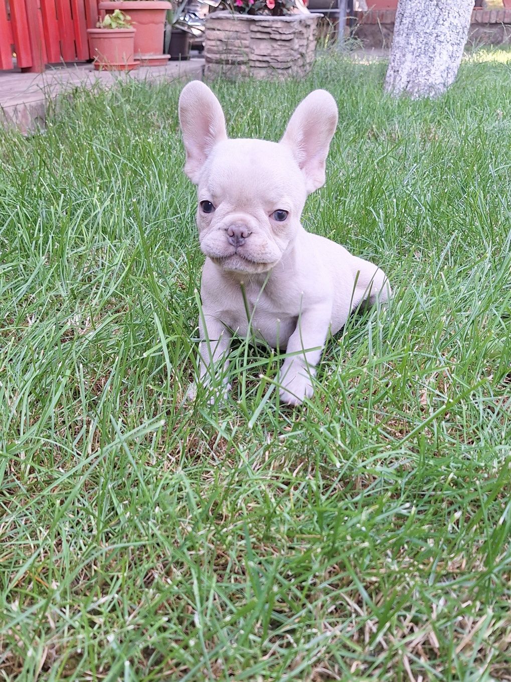 Bulldog francez.