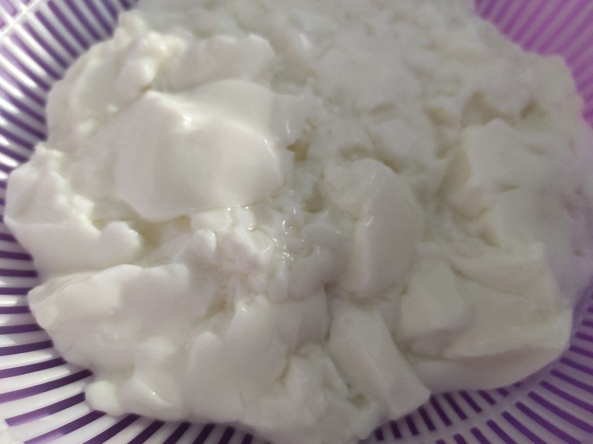 Ciuperca tibetana Tibet kefir lapte super bio