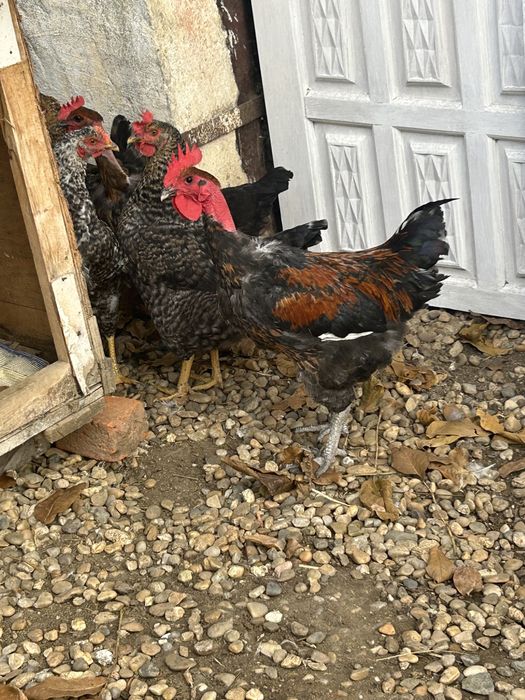 Vand doi cocosi mari