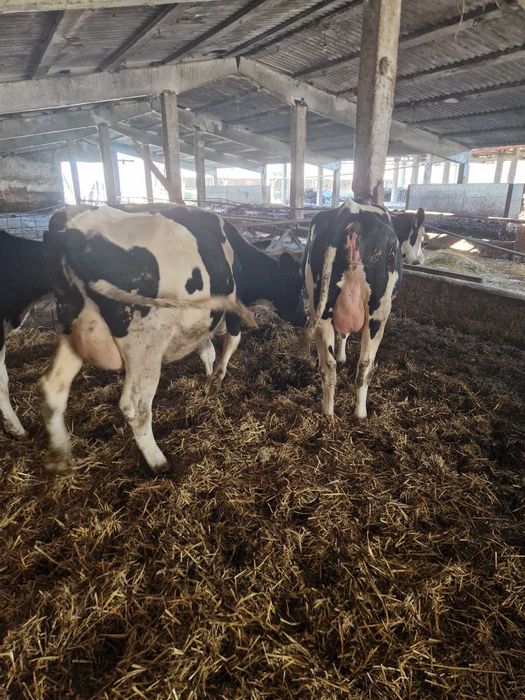 Holstein, cu gestatie avansata- 43cap  si Vaci in lactatie- 9 capete