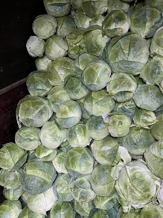 Vând varza de Buzău, cu frunza subțire, numai buna de murat!