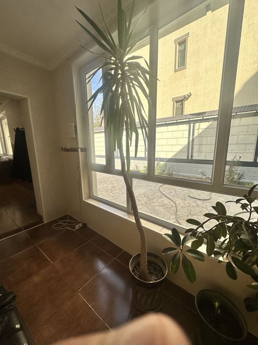 Пальма в горшке цветы