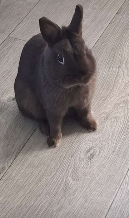 Декоративно зайче Холандско джудже