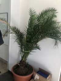 Vand palmier curmal  150 cm