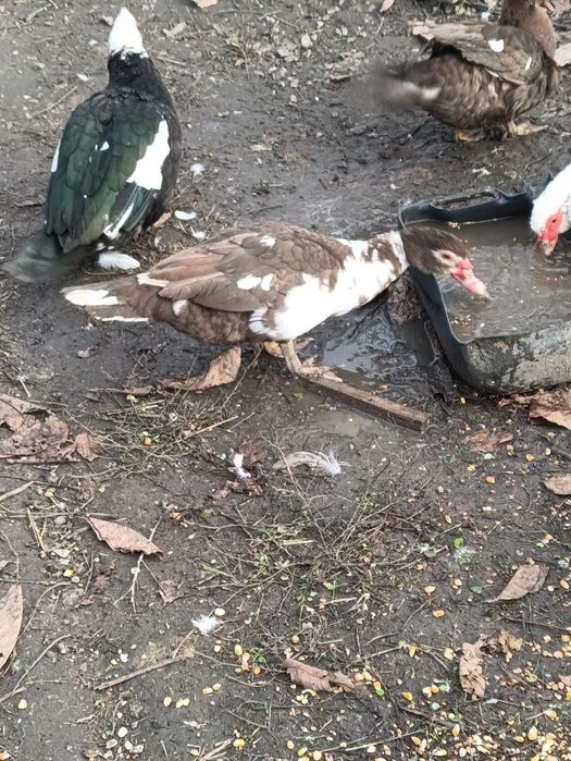 Rate leșești /ratoi