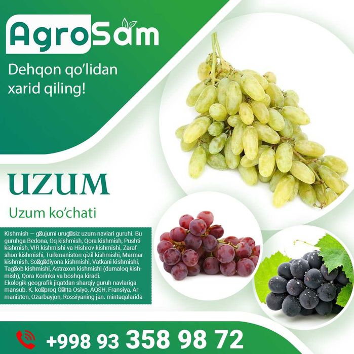 Олма Гилос Шафтоли Узум кўчатлари