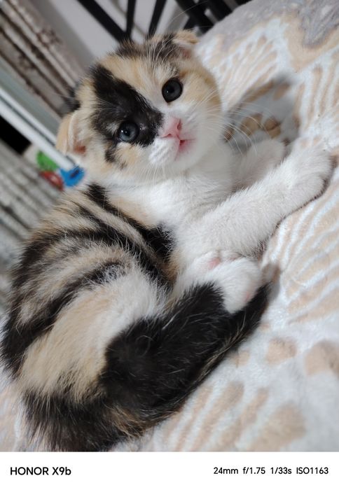 Котёнок девочка продам