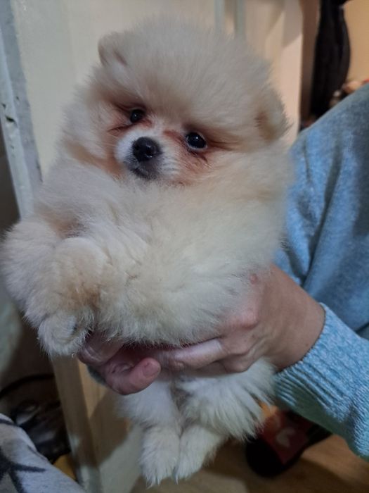 Померан мини шпиц