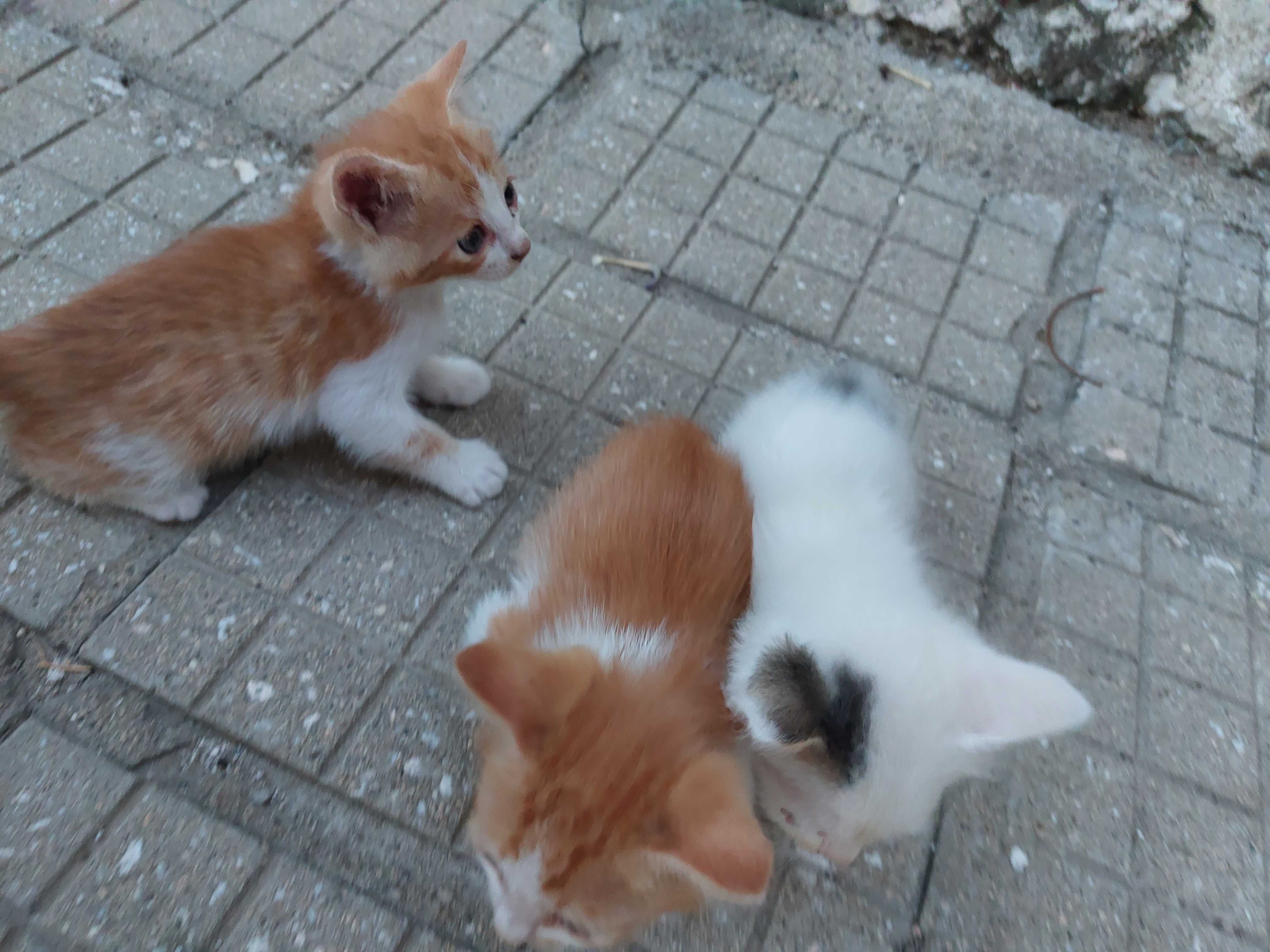 Подарявам мъжки котета на месец и половина