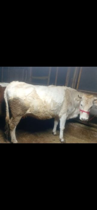 Продам корову Алатауской породы стельную третьим отелом