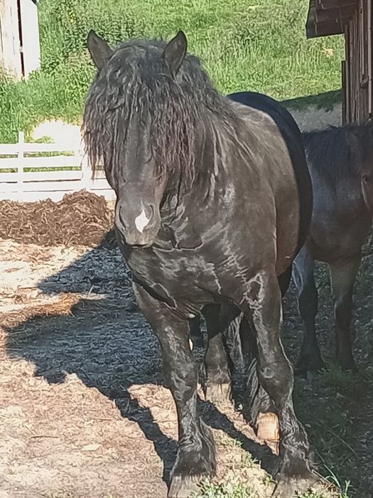 Vând urgent  armăsar negru, calul are 4 ani