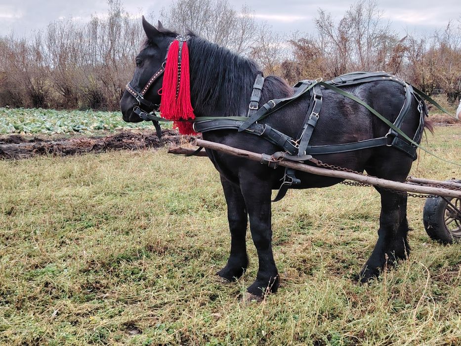 Vând mânz blând învățat la ham