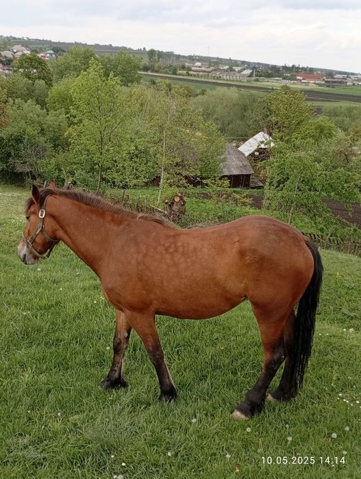Vând mânză de 3 ani