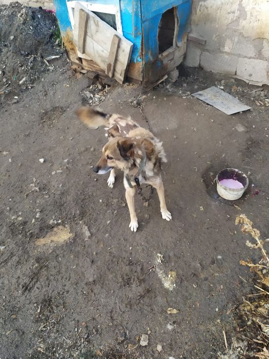 Отдам даром собаку