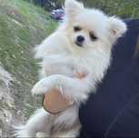 Femela Pomeranian pedigree FCI