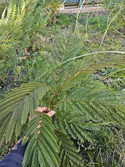 Vand arbori de matase