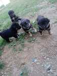 Donez cățeluși, 6 săptămâni corcitură de Rottweiler