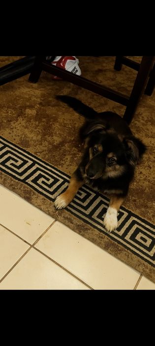 Donez cățel ! Bubu