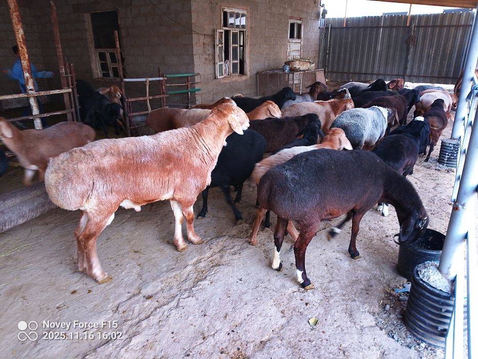 Qōy qōchqorlar sotiladi