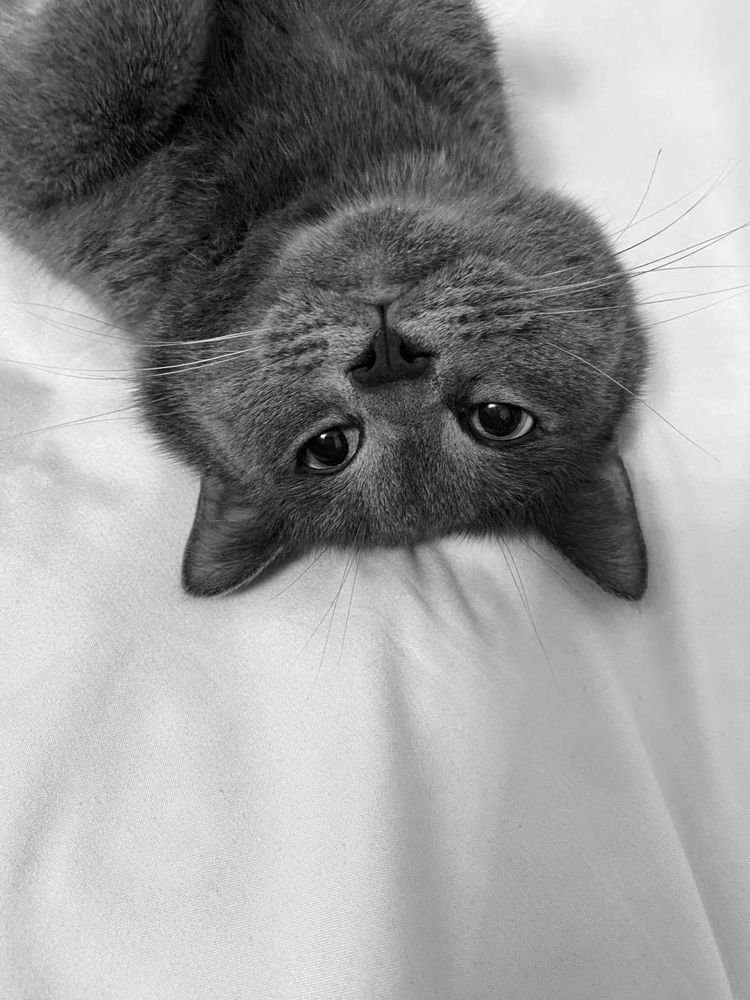 British shorthair Бритиш