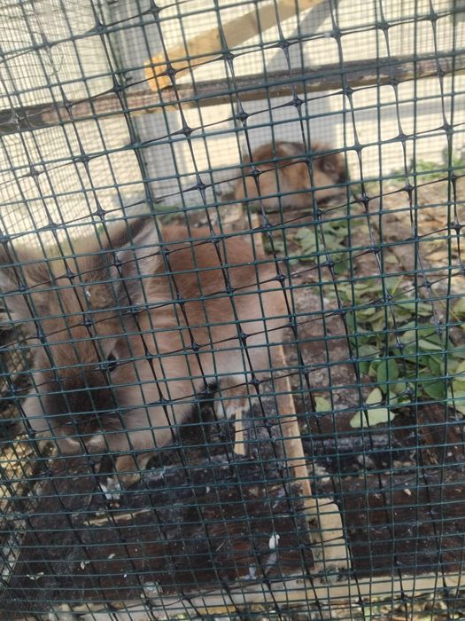 De vânzare iepuri cap de leu