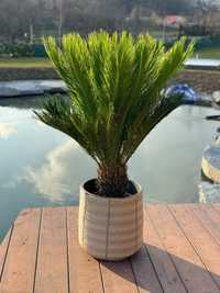 Cycas palmier ( Sagotier Japonez ) plante exotice ornamentale,  maslin